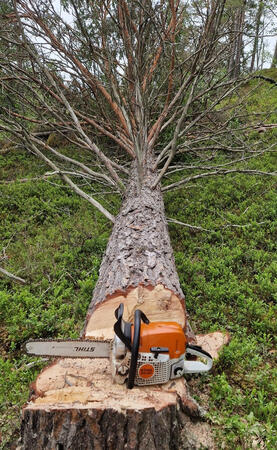 Abattage Auberville abattage Houlgate abattage Villers sur mer abattage pont-l’évêque abattage Lisieux abattage Beuvron en auge abattage Cabourg abattage Dives sur mer