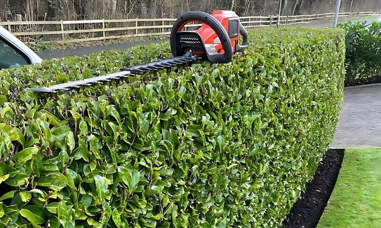 Taille de haie à Auberville, taille de haie Houlgate taille de haie Villers sur mer . Taille de haie pont-l’évêque taille de haie Lisieux. Taille de haie Dozulé.