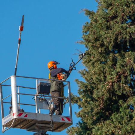 Élagage Deauville, élagage Auberville, élagage dives sur mer , élagage Villers sur mer, élagage pont l’évêque élagage Lisieux Élagage Cabourg, élagage Dozulé